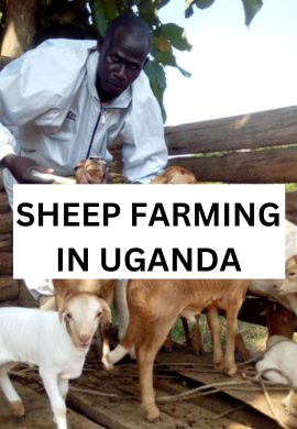 Sheep Farming Unleashed: Nurturing Potential, Cultivating Prosperity.